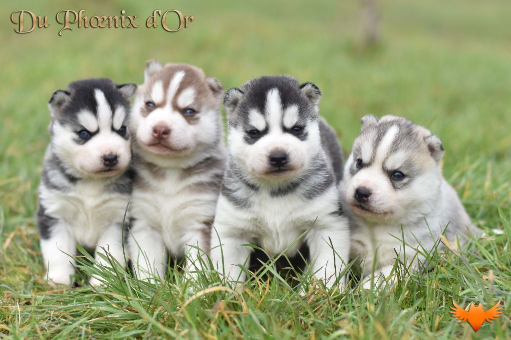 chiot Siberian Husky Du Phoenix D'Or