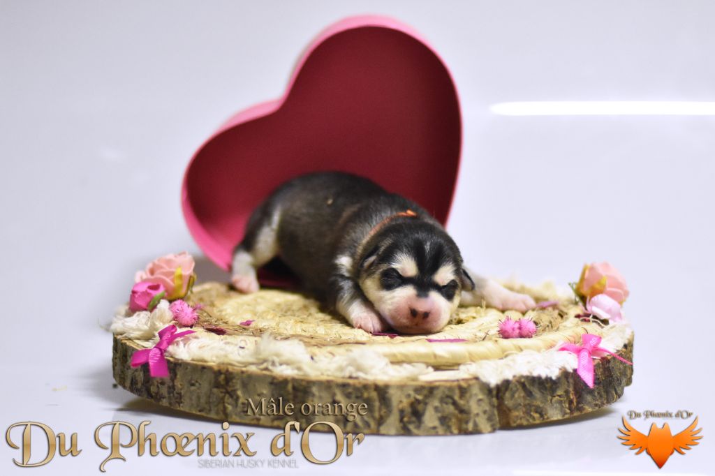 Du Phoenix D'Or - Chiot disponible  - Siberian Husky