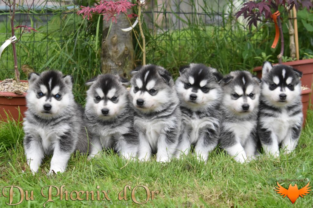 chiot Siberian Husky Du Phoenix D'Or