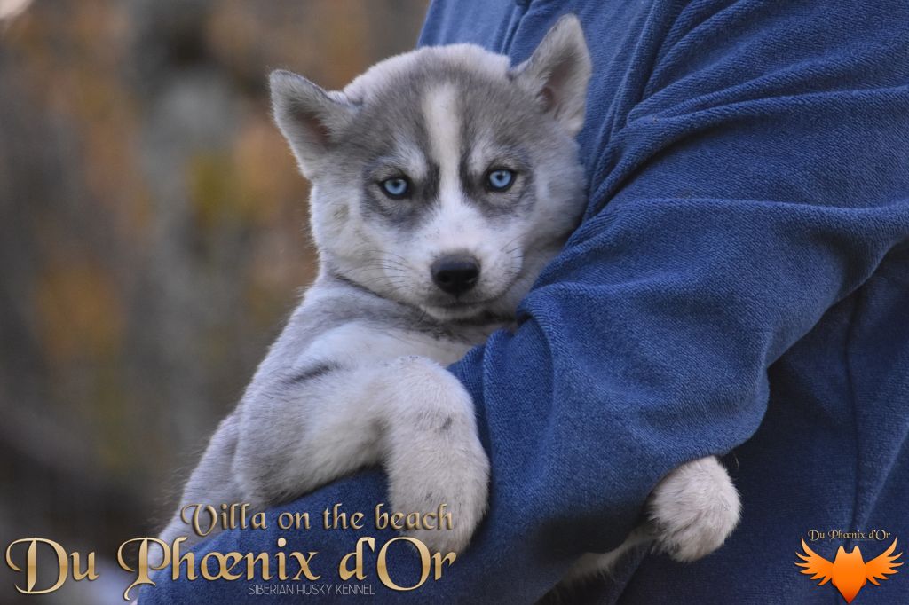 Du Phoenix D'Or - Chiot disponible  - Siberian Husky