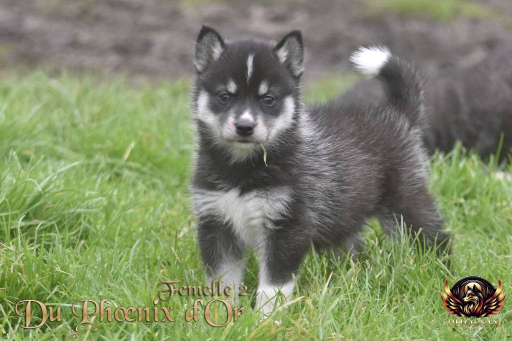 Du Phoenix D'Or - Chiot disponible  - Siberian Husky