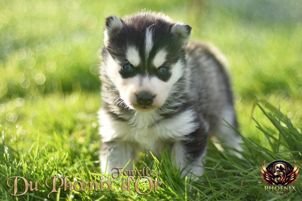 Du Phoenix D'Or - Chiot disponible  - Siberian Husky