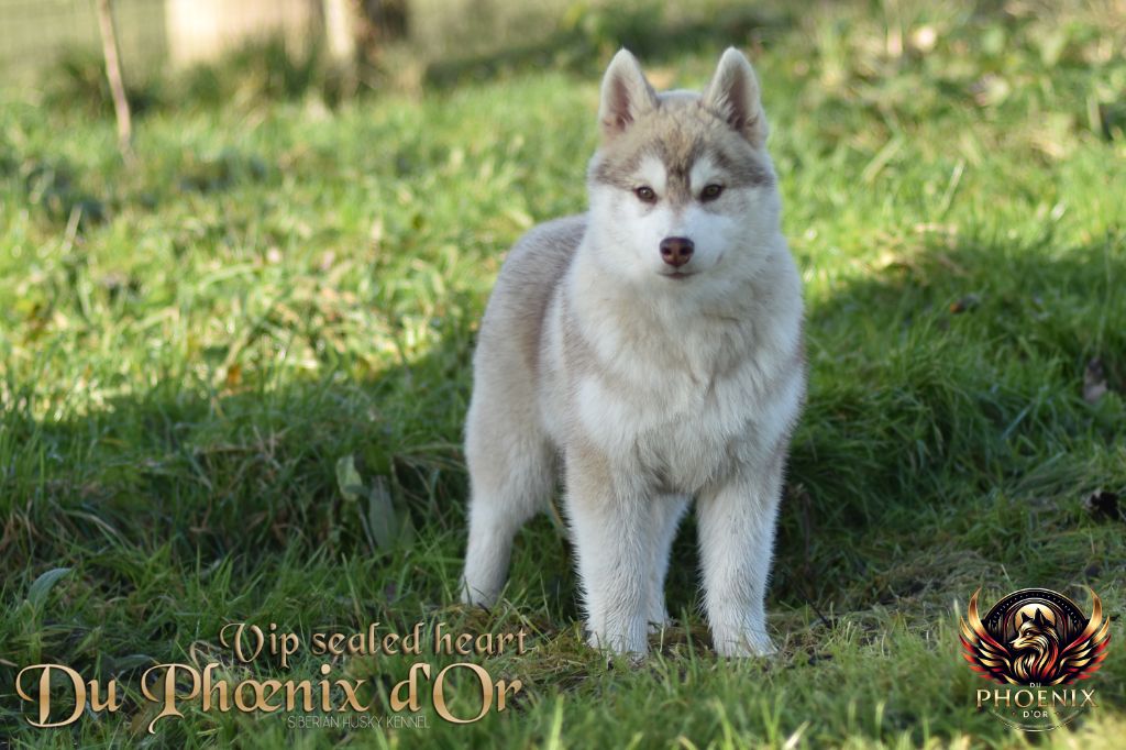 Du Phoenix D'Or - Chiot disponible  - Siberian Husky