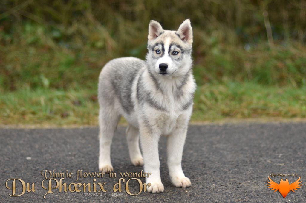 Du Phoenix D'Or - Chiot disponible  - Siberian Husky