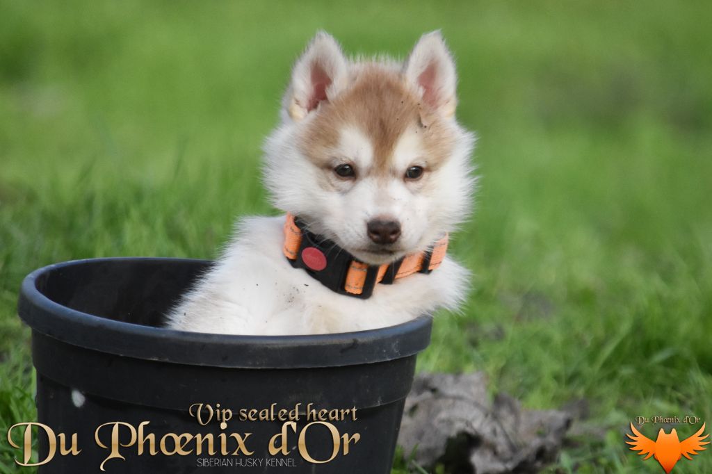 Du Phoenix D'Or - Chiot disponible  - Siberian Husky