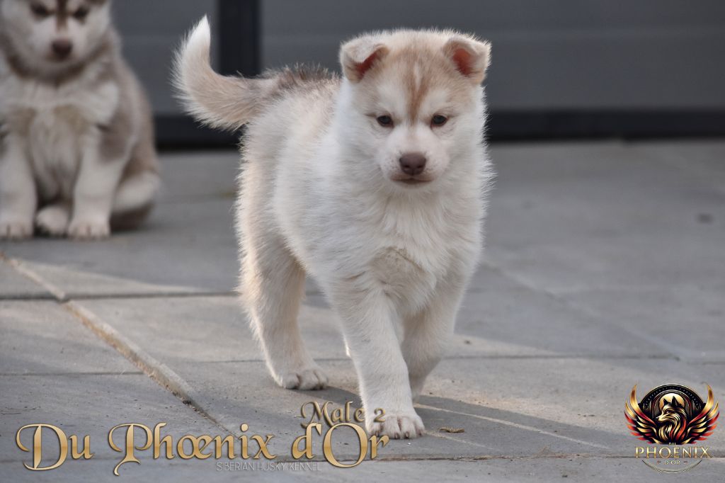 Du Phoenix D'Or - Chiot disponible  - Siberian Husky