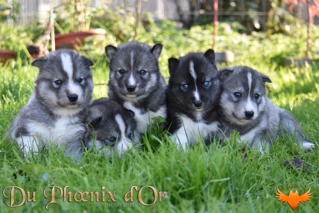 chiot Siberian Husky Du Phoenix D'Or