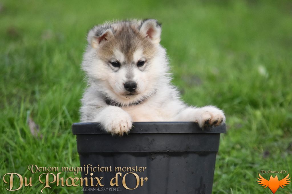 Du Phoenix D'Or - Chiot disponible  - Siberian Husky