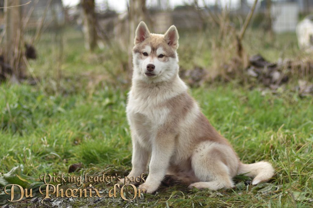 Du Phoenix D'Or - Chiot disponible  - Siberian Husky