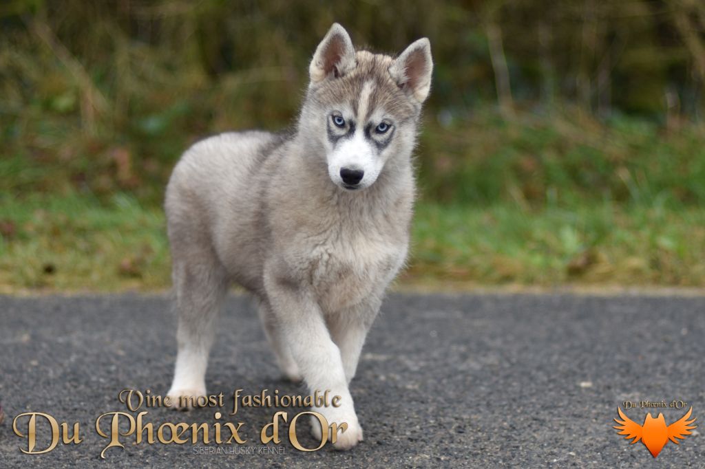 Du Phoenix D'Or - Chiot disponible  - Siberian Husky