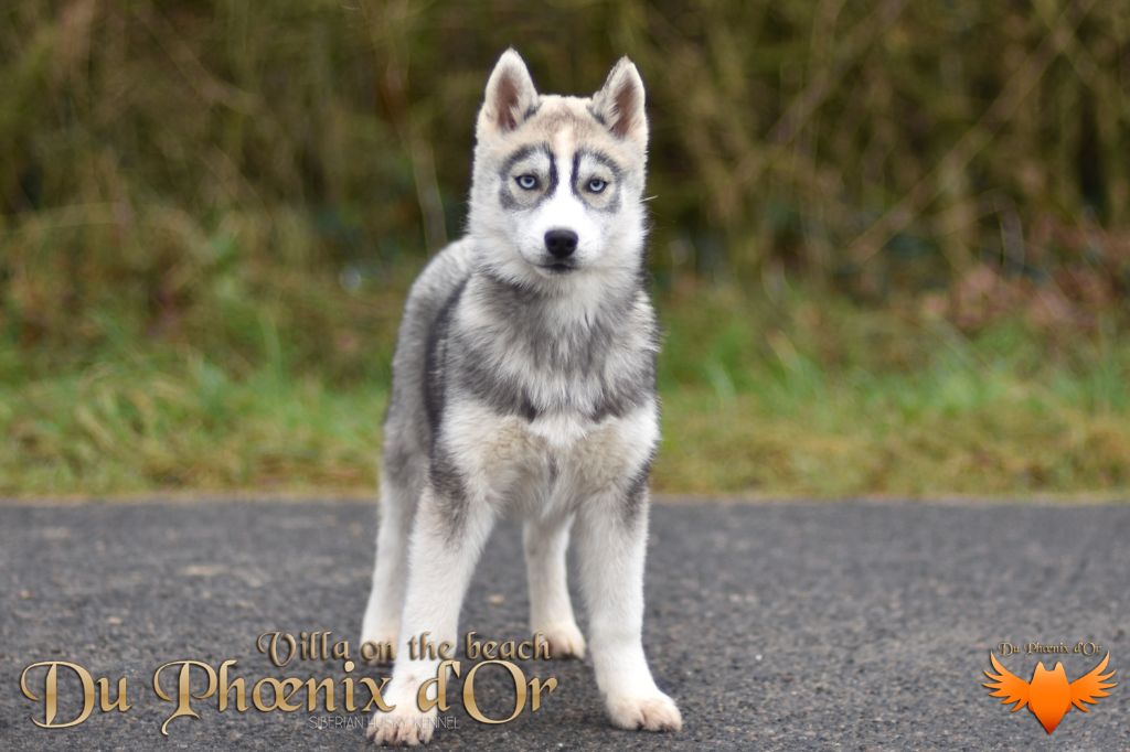 Du Phoenix D'Or - Chiot disponible  - Siberian Husky