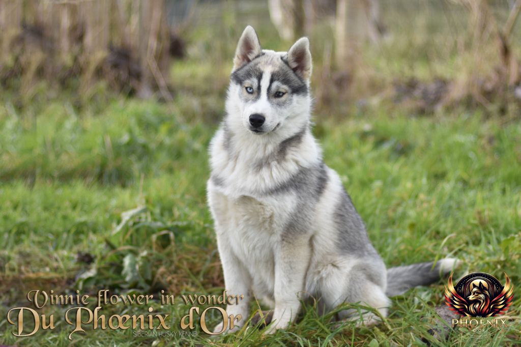 Du Phoenix D'Or - Chiot disponible  - Siberian Husky