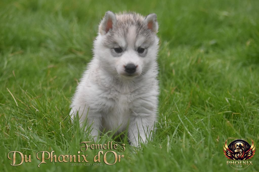 Du Phoenix D'Or - Chiot disponible  - Siberian Husky