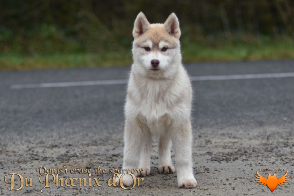 Du Phoenix D'Or - Chiot disponible  - Siberian Husky