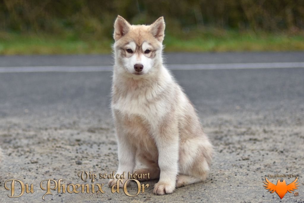 Du Phoenix D'Or - Chiot disponible  - Siberian Husky