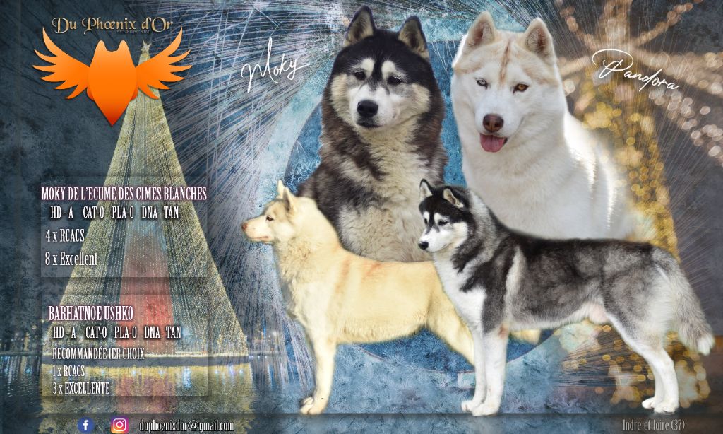 chiot Siberian Husky Du Phoenix D'Or