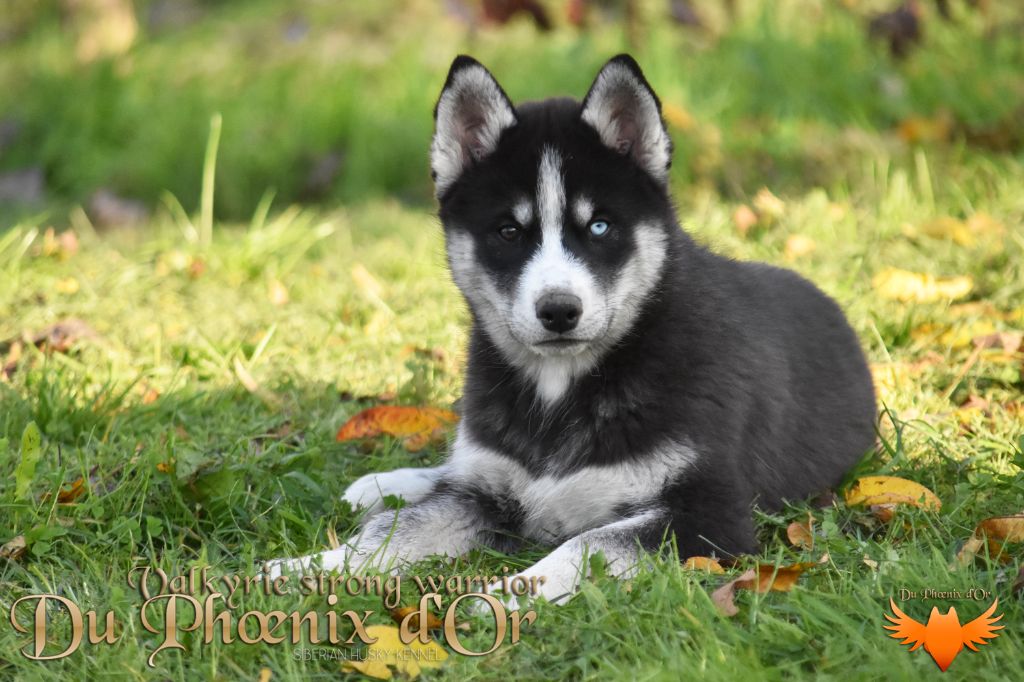 Du Phoenix D'Or - Chiot disponible  - Siberian Husky