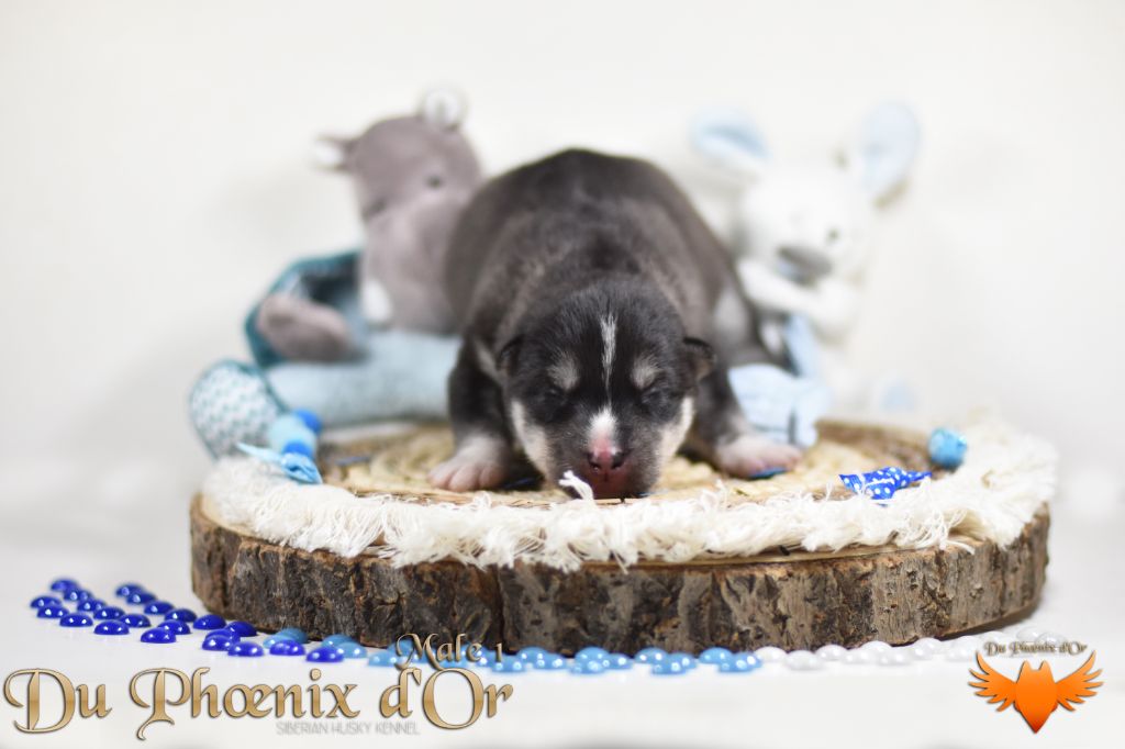 Du Phoenix D'Or - Chiot disponible  - Siberian Husky