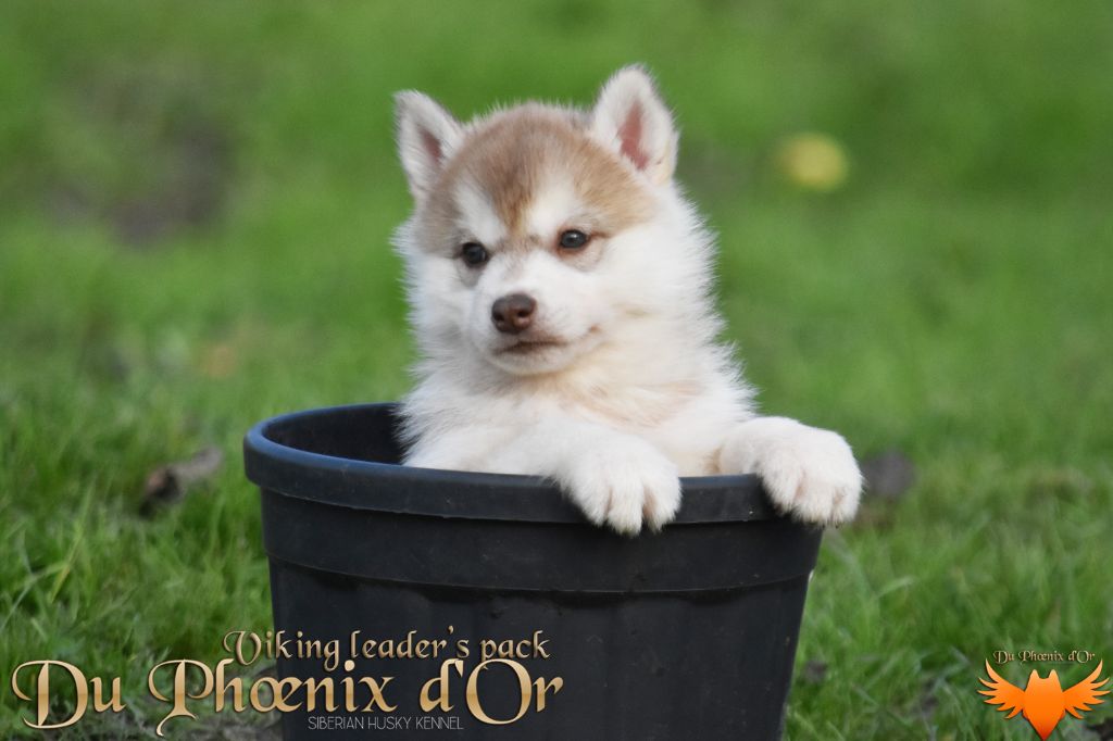 Du Phoenix D'Or - Chiot disponible  - Siberian Husky