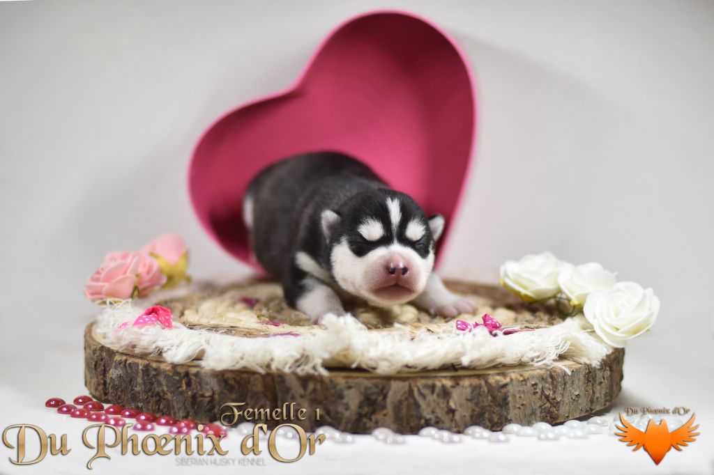 Du Phoenix D'Or - Chiot disponible  - Siberian Husky