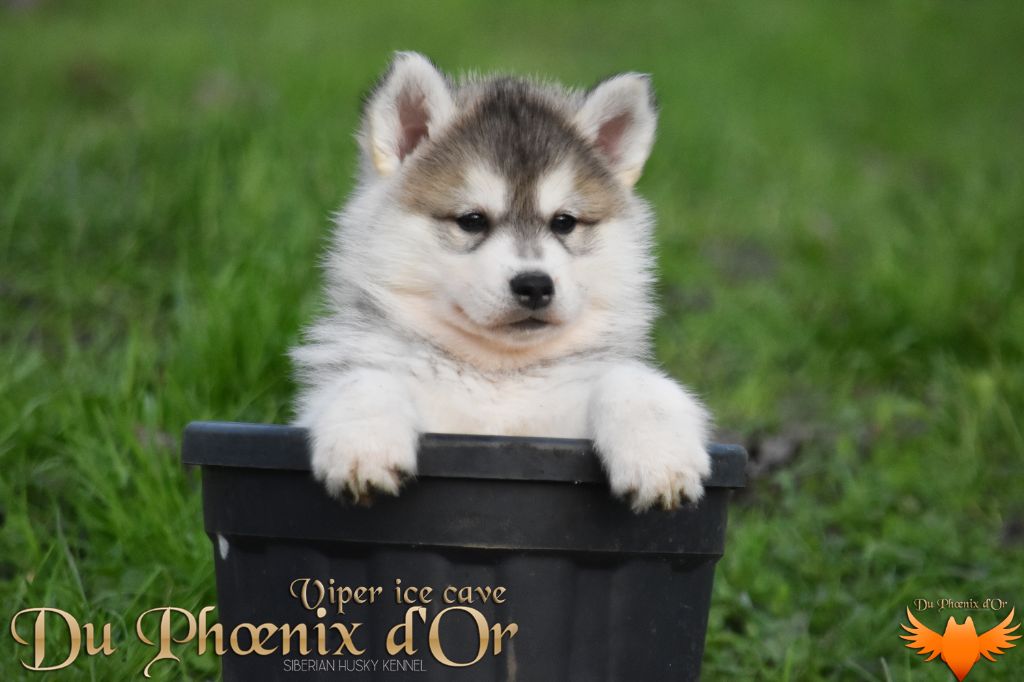 Du Phoenix D'Or - Chiot disponible  - Siberian Husky