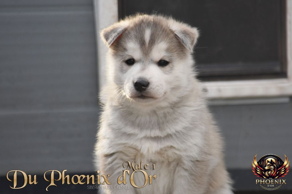 Du Phoenix D'Or - Chiot disponible  - Siberian Husky