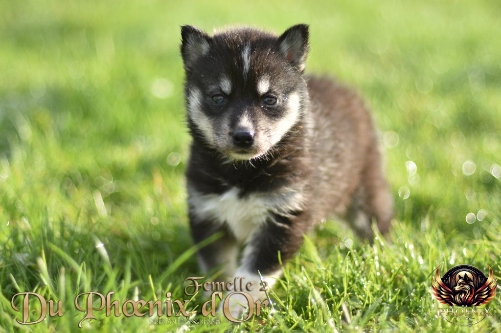 Du Phoenix D'Or - Chiot disponible  - Siberian Husky