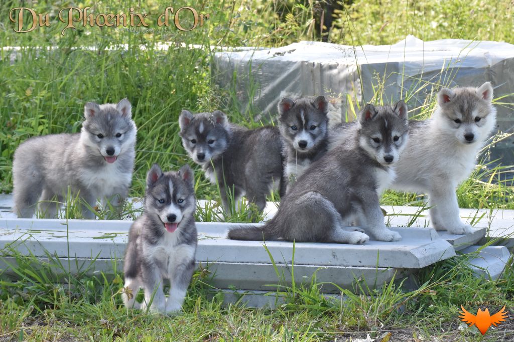 chiot Siberian Husky Du Phoenix D'Or