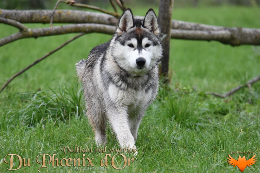 Du Phoenix D'Or - Chiot disponible  - Siberian Husky