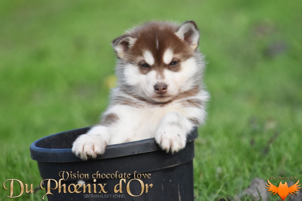 Du Phoenix D'Or - Chiot disponible  - Siberian Husky