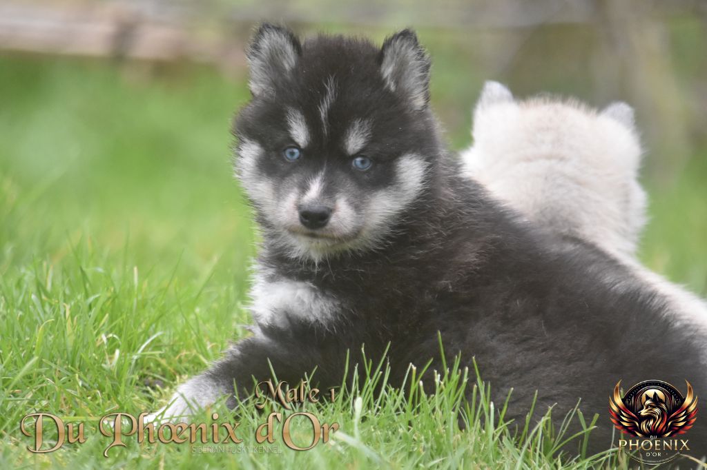 Du Phoenix D'Or - Chiot disponible  - Siberian Husky