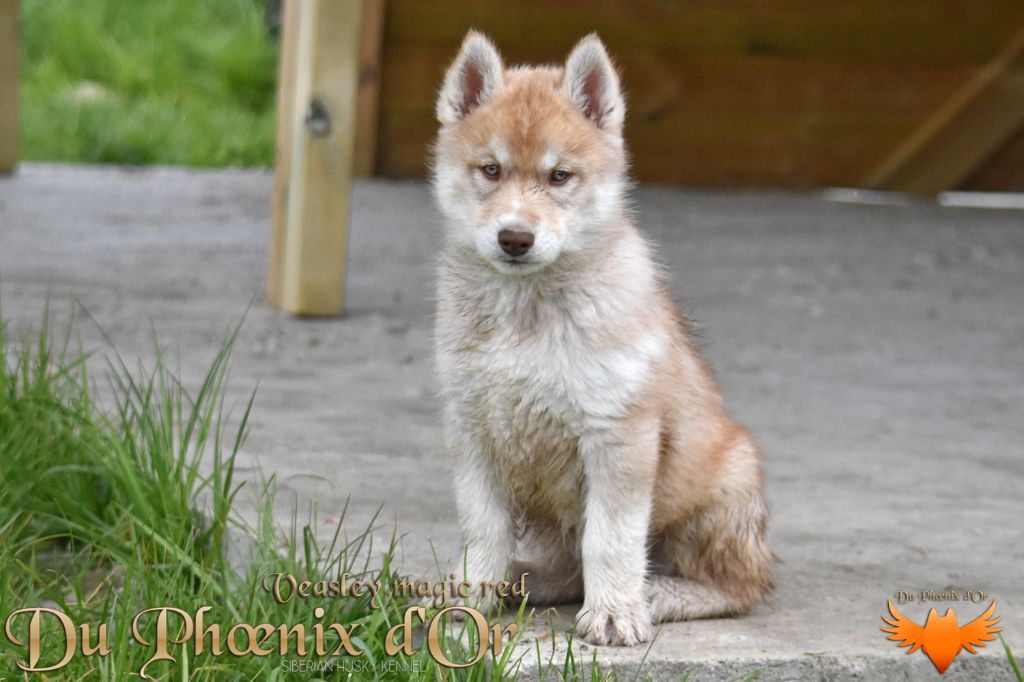 Du Phoenix D'Or - Chiot disponible  - Siberian Husky