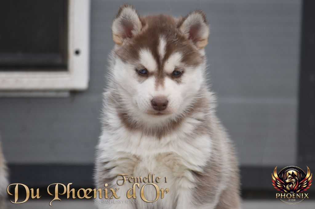 Du Phoenix D'Or - Chiot disponible  - Siberian Husky