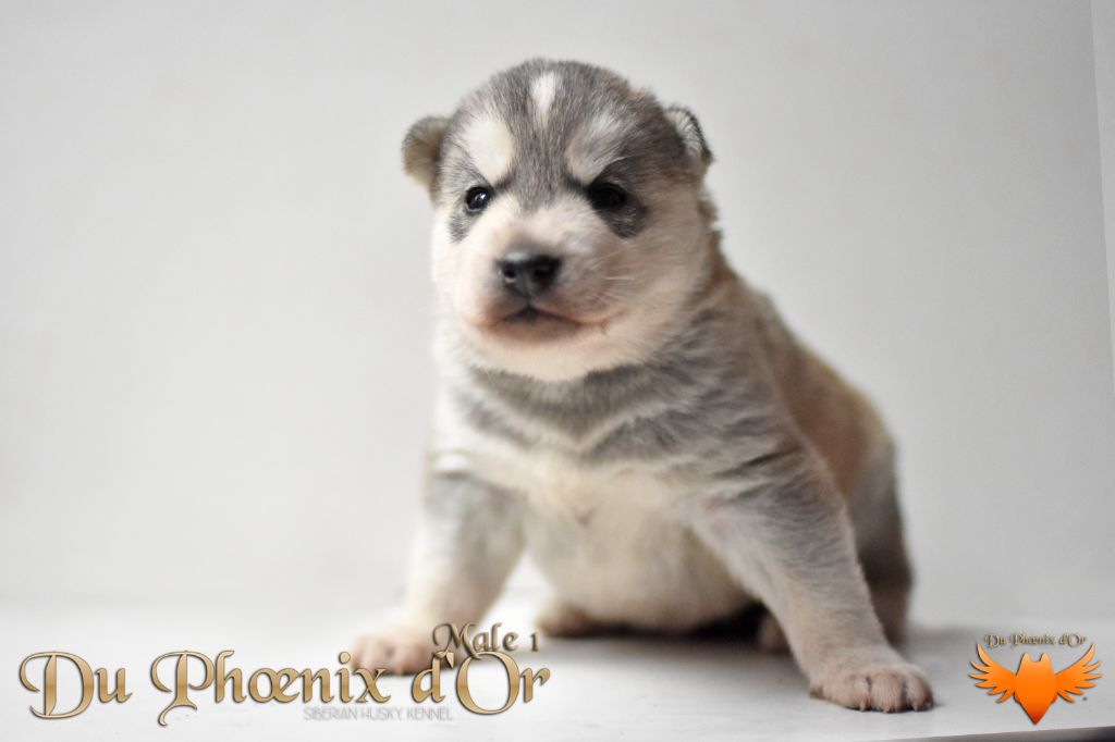 Du Phoenix D'Or - Chiot disponible  - Siberian Husky