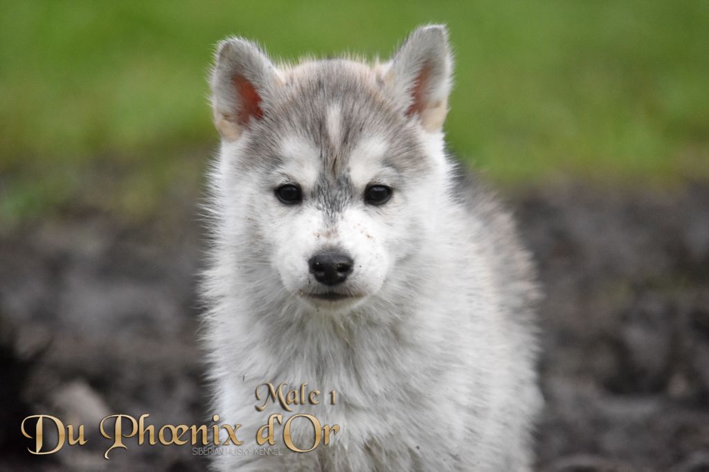 Du Phoenix D'Or - Chiot disponible  - Siberian Husky