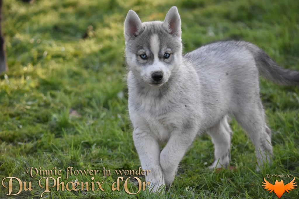 Du Phoenix D'Or - Chiot disponible  - Siberian Husky