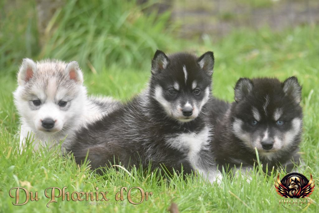 chiot Siberian Husky Du Phoenix D'Or