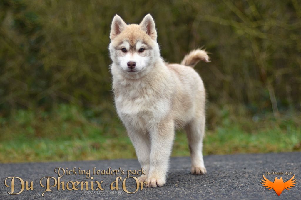 Du Phoenix D'Or - Chiot disponible  - Siberian Husky