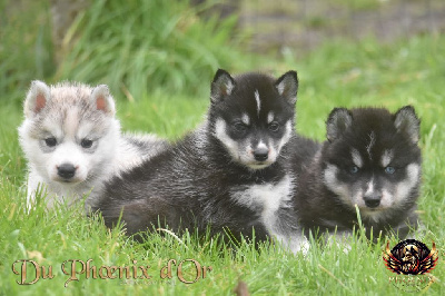 Du Phoenix D'Or - Siberian Husky - Portée née le 17/12/2024