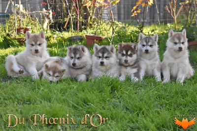 Du Phoenix D'Or - Siberian Husky - Portée née le 02/10/2024