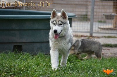 Ustang (gris yeux vairons) caractère extra !