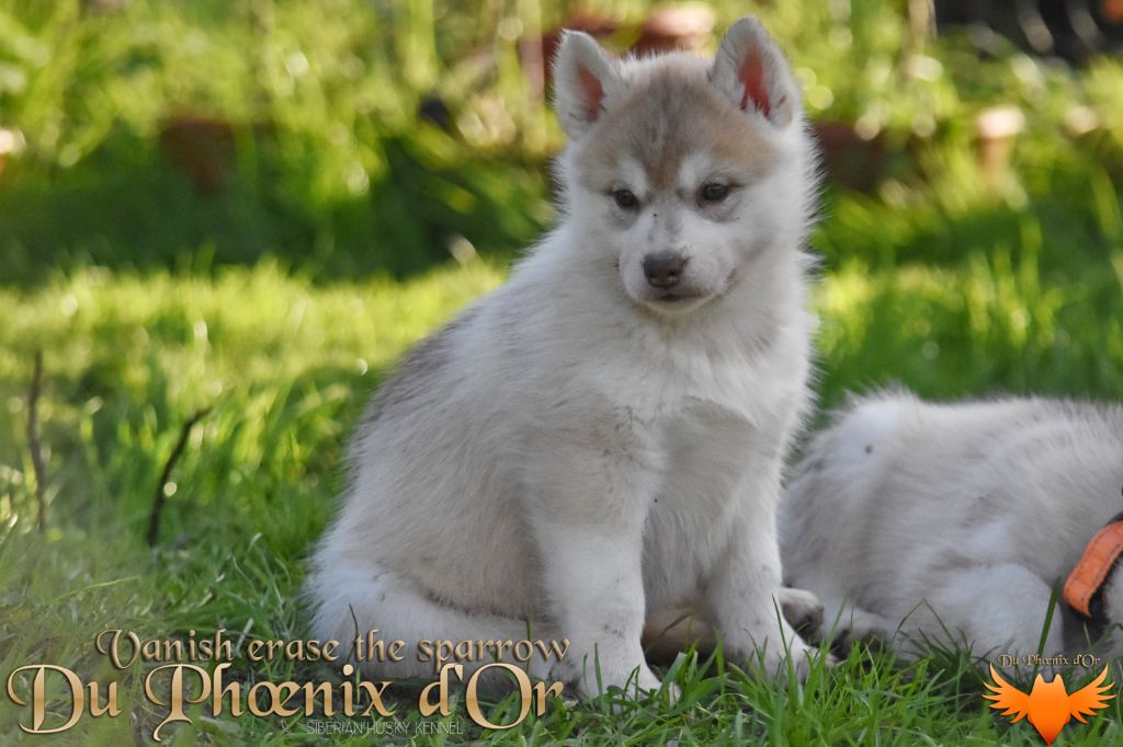 Du Phoenix D'Or - Chiot disponible  - Siberian Husky