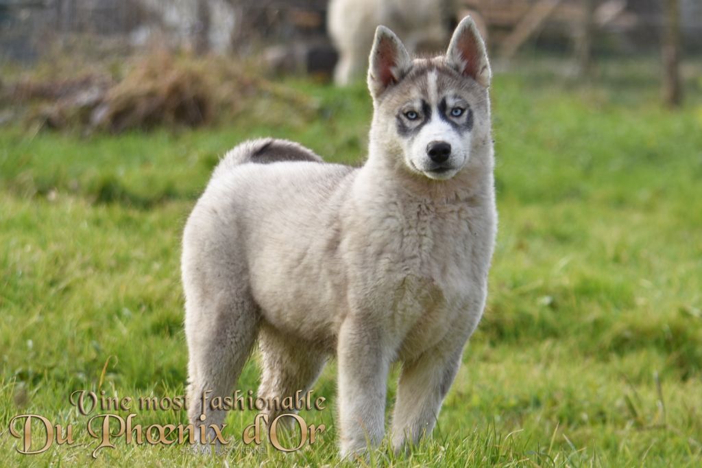 Du Phoenix D'Or - Chiot disponible  - Siberian Husky