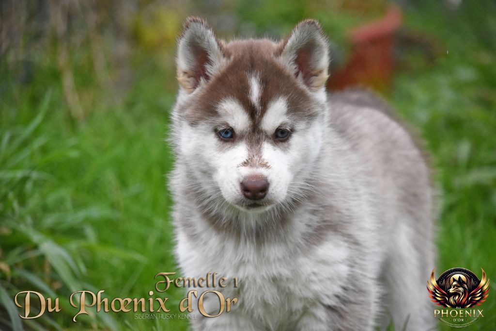 Du Phoenix D'Or - Chiot disponible  - Siberian Husky