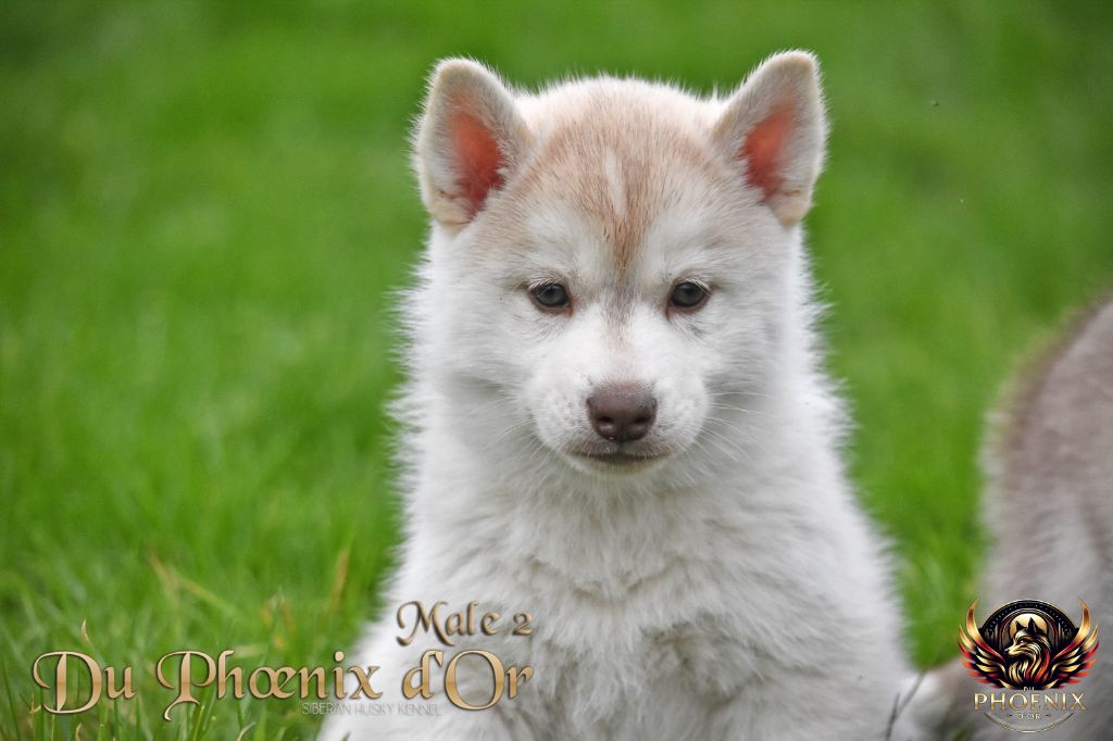 Du Phoenix D'Or - Chiot disponible  - Siberian Husky