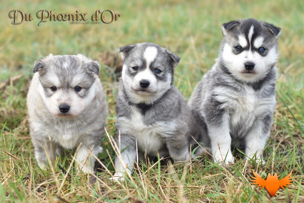 chiot Siberian Husky Du Phoenix D'Or