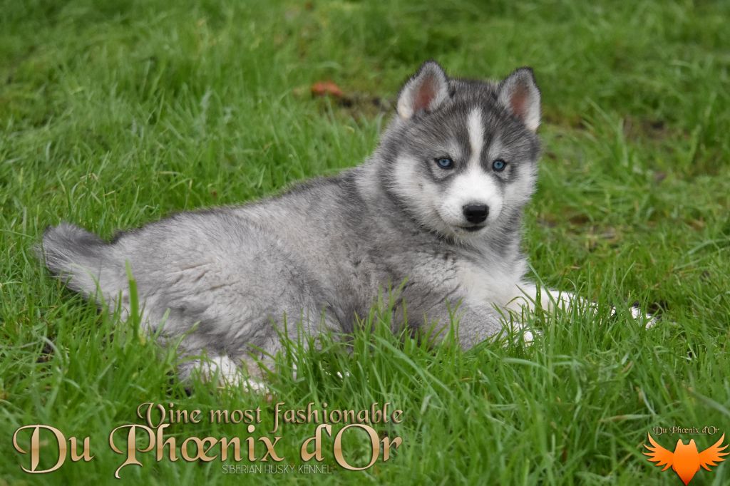 Du Phoenix D'Or - Chiot disponible  - Siberian Husky