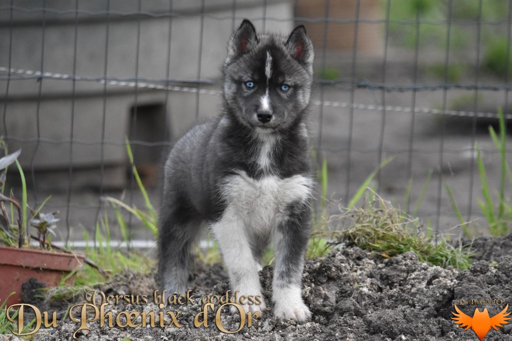 Du Phoenix D'Or - Chiot disponible  - Siberian Husky