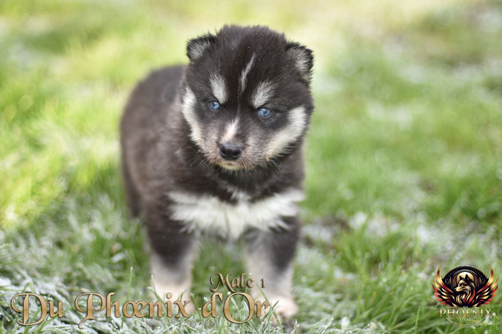 Du Phoenix D'Or - Chiot disponible  - Siberian Husky