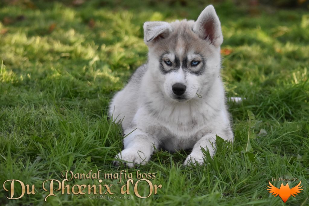 Du Phoenix D'Or - Chiot disponible  - Siberian Husky